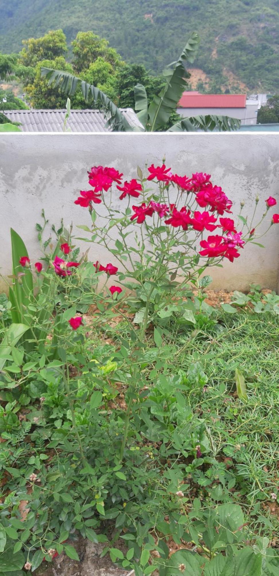 Milk Milk Homestay Yen Minh Номер фото